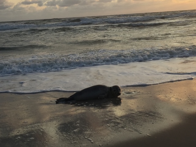 Sæler i Grønland og Danmark lever det frie live i havet - det er dyrevelfærd